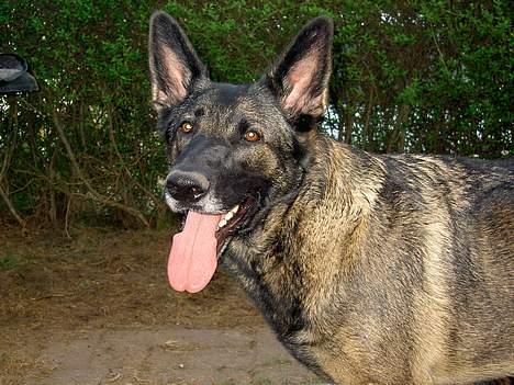 Schæferhund Kumani Athena billede 7