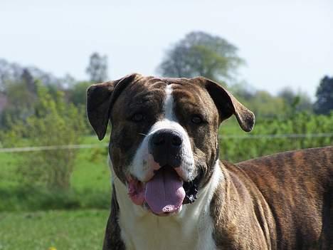 Amerikansk bulldog Kettner´s Devil Dancer - Er jeg ikke bare dejlig. billede 12