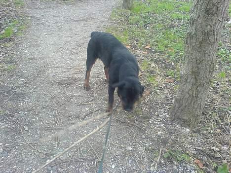 Rottweiler Fenja billede 10