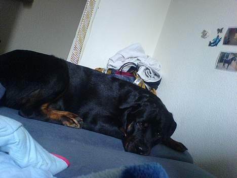 Rottweiler Fenja billede 11