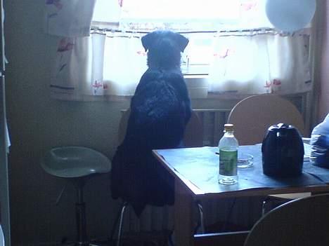 Rottweiler Fenja billede 13