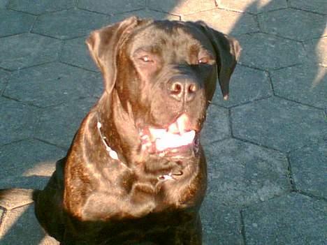 Bullmastiff Tarzan R.I.P. =( billede 5