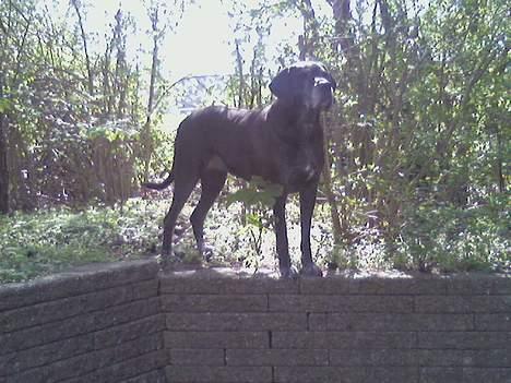 Blanding af racer Freya billede 10