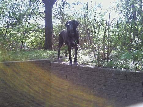 Blanding af racer Freya billede 11