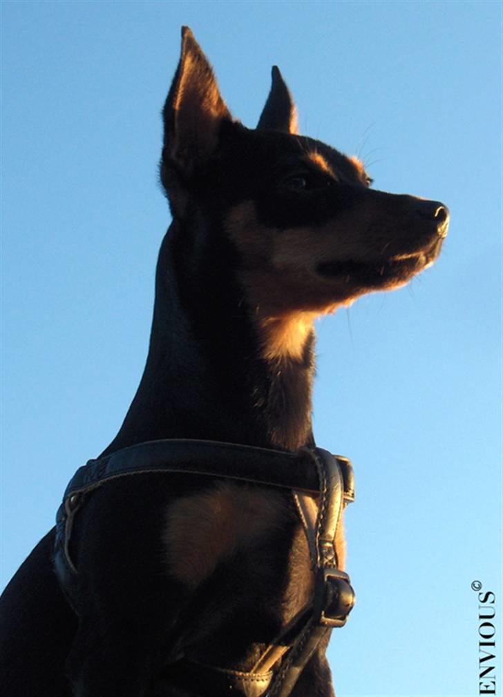 Dvaergpinscher Lille Lua Kahlúa billede 19