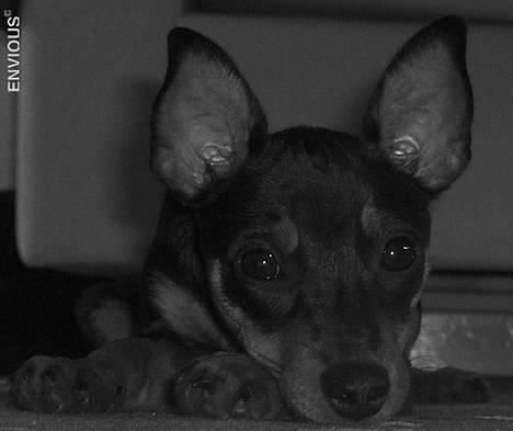 Dvaergpinscher Lille Lua Kahlúa - Ørene er begyndt at stå - 4 måneder billede 20