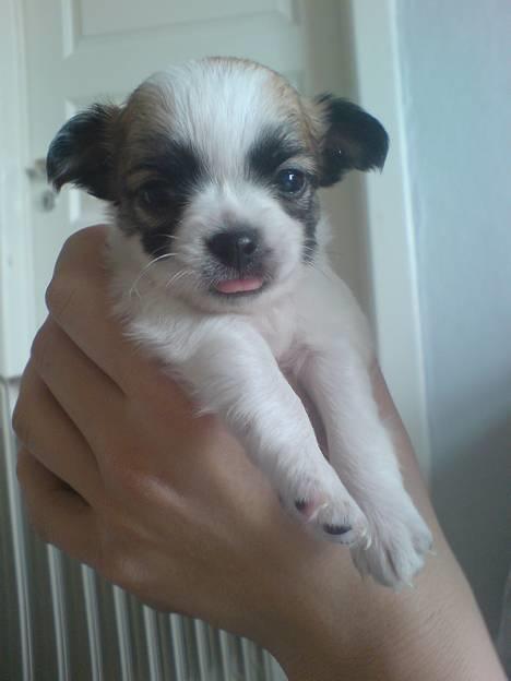 Chihuahua Niño - Her er jeg..lille bitte og kun få uger gammel...og min tunge er lidt svær at få styr på.  billede 1