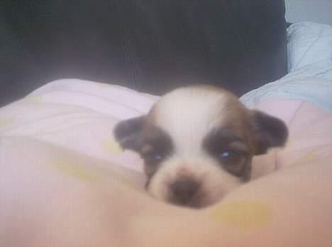Chihuahua Niño - Kuk kuk jeg har lige fået øjne billede 2