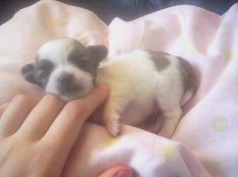 Chihuahua Niño billede 3