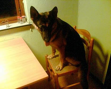 Schæferhund tessa billede 6