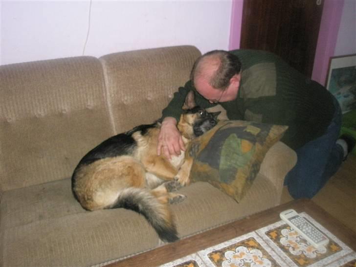 Schæferhund tessa billede 7