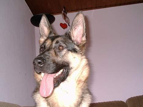 Schæferhund tessa billede 8