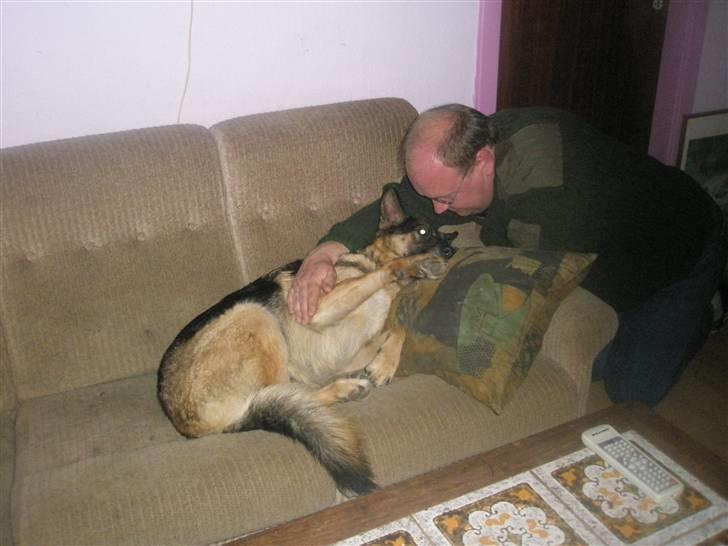 Schæferhund tessa billede 9