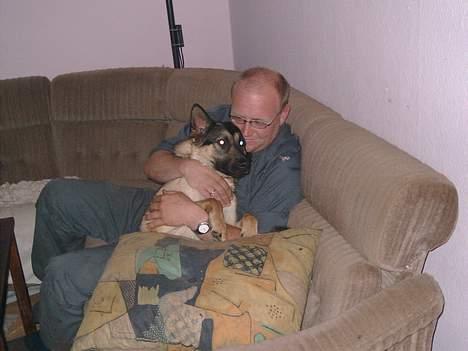 Schæferhund tessa billede 10