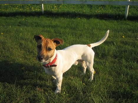 Jack russell terrier Meyer *død* billede 11