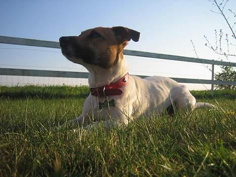 Jack russell terrier Meyer *død* billede 12