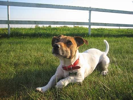 Jack russell terrier Meyer *død* billede 13