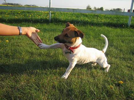 Jack russell terrier Meyer *død* billede 14