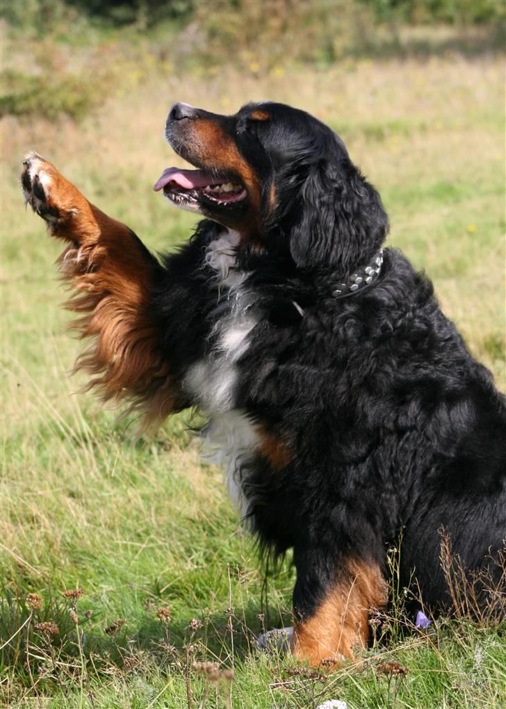 Berner sennenhund Bellis - Bellis på marken d. 13-09.2010 Foto: M.Eiby billede 1