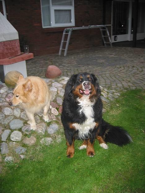 Berner sennenhund Bellis - Bellis og Reiki i haven 2007 billede 2