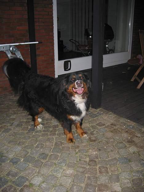 Berner sennenhund Bellis - Bellis 2007 billede 4