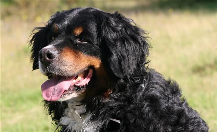 Berner sennenhund Bellis - Bellis 13-09-2010 Foto: M.Eiby billede 5