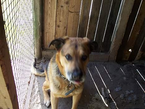 Blanding af racer Nicki - Nicki i hunde gården. Har kun 3 billeder af ham, da jeg ikke nåede at få taget flere. billede 1