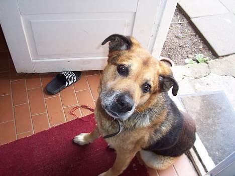 Blanding af racer Nicki - Nicki i gangen.. Kær var han billede 2