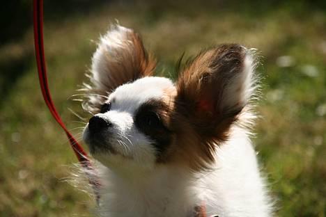 Papillon Panda [Himmelhund 2018]  - Min lille "ræv" billede 1