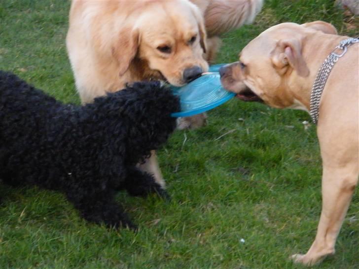 Amerikansk staffordshire terrier ~¤ DJANGO ¤~ - Django og hans yndlings kæreste Gulle billede 14
