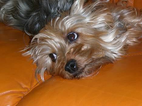 Australian silky terrier nadia - her pønser jeg på om jeg kan hoppe op på bordet og stjæle  billede 3