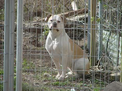 Amerikansk bulldog Papyja(Rest In Peace) billede 15