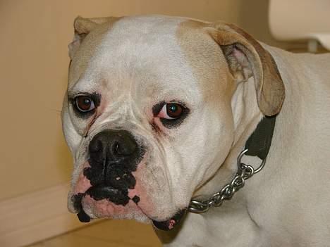 Amerikansk bulldog Papyja(Rest In Peace) billede 16