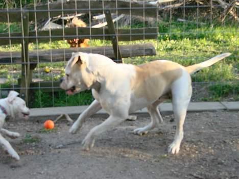 Amerikansk bulldog Papyja(Rest In Peace) billede 17