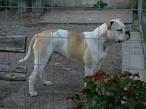 Amerikansk bulldog Papyja(Rest In Peace) billede 18