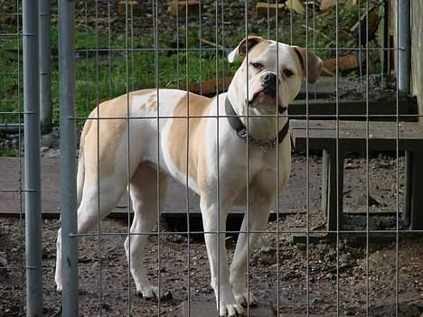 Amerikansk bulldog Papyja(Rest In Peace) billede 19