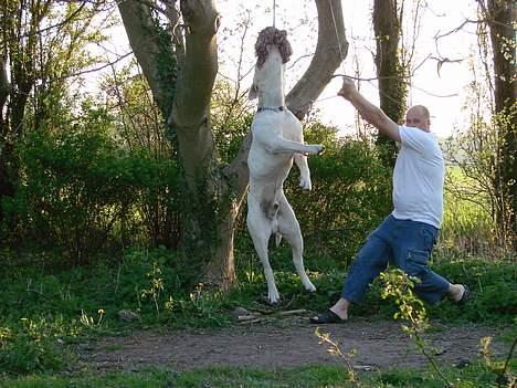 Amerikansk bulldog Nemo billede 11