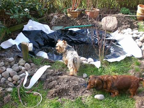 Australian silky terrier nadia - her hjælper sussie og jeg far med at grave ud til bassing billede 6