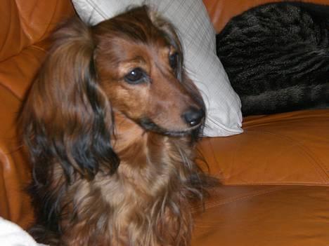 Gravhund sussie - er jeg ikke bare dejlig billede 1