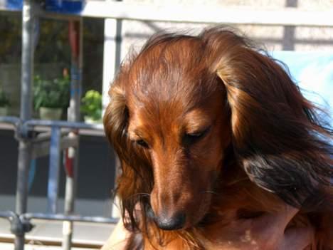 Gravhund sussie billede 2