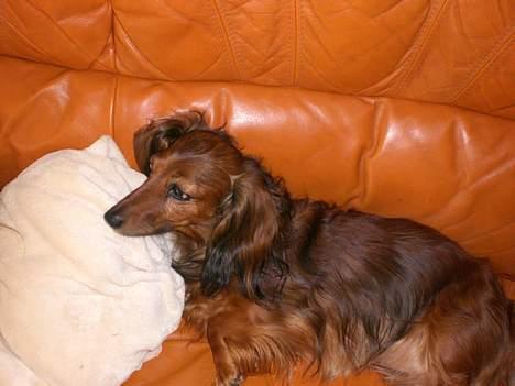 Gravhund sussie - man er lidt magelig billede 3