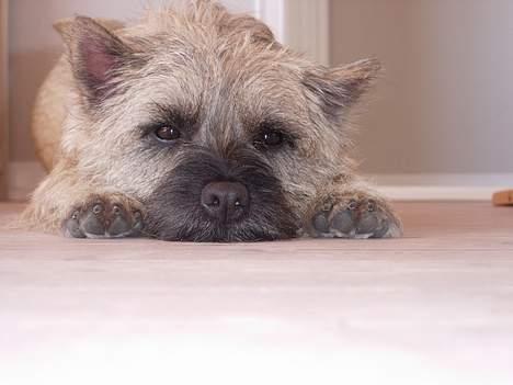 Cairn terrier Balder - Nok er jeg en aktiv hund, men det kan jeg jo ikke være hele tiden.. billede 13