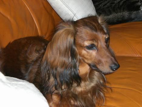 Gravhund sussie billede 4