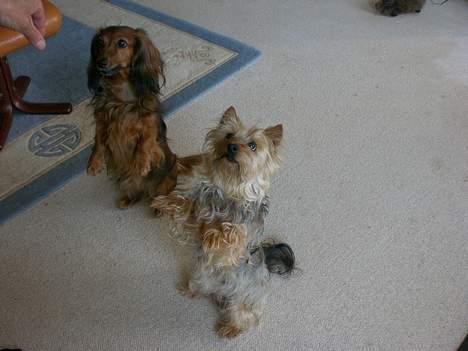 Gravhund sussie - ventern på guf  billede 5