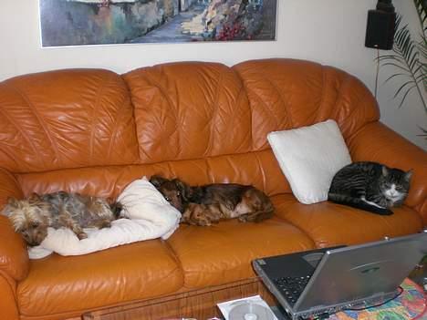 Gravhund sussie - eftermiddag hygge med nadia og olfert billede 6