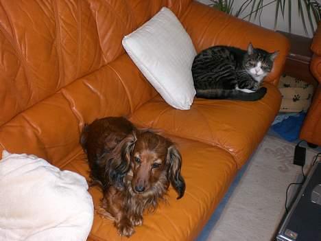 Gravhund sussie - olfert og jeg i sofaen hygger billede 7