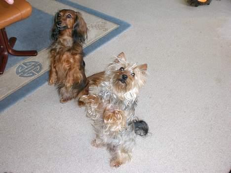 Australian silky terrier nadia - sussieog jeg venter  venter på guf billede 7