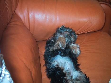 Australian silky terrier nadia - lige kommet fra lemvig og er en meget træt lille hund billede 9