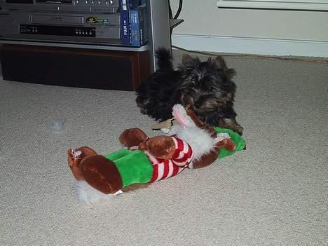 Australian silky terrier nadia - med  mit første tøjdyr er måske lidt stor billede 10