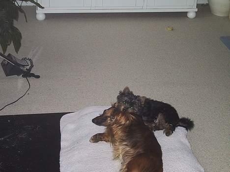 Gravhund sussie - efterårs hygge ved brændeovnen billede 8